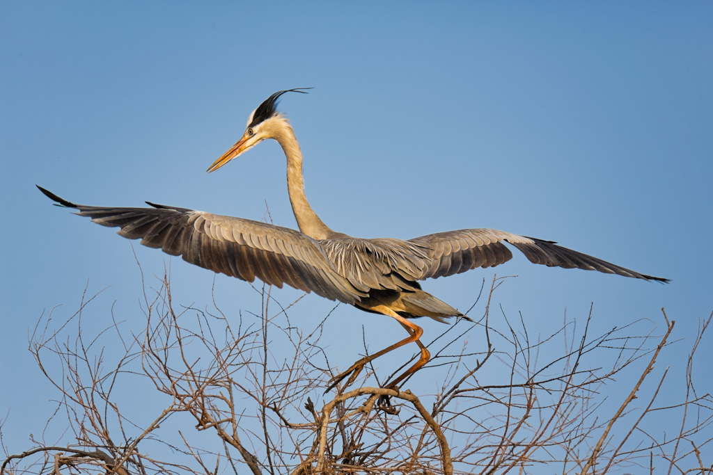 Héron cendré-3.jpg