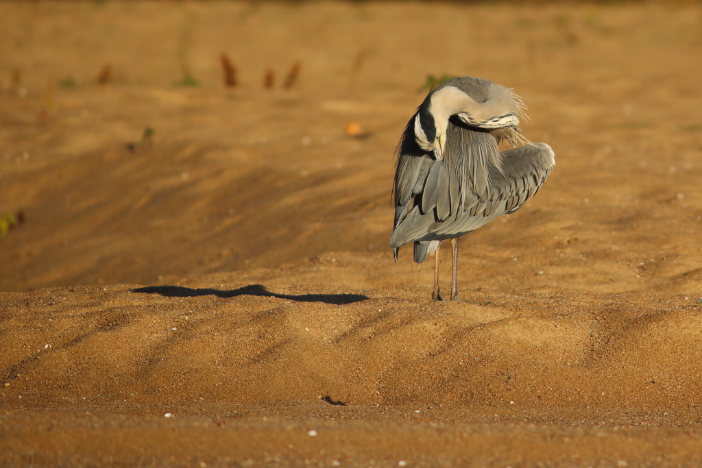 30 octobre 2013  matin JCG 2 351heron10241.JPG