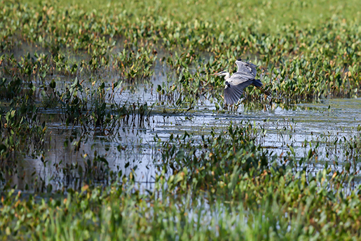 héron cendré 1.jpg