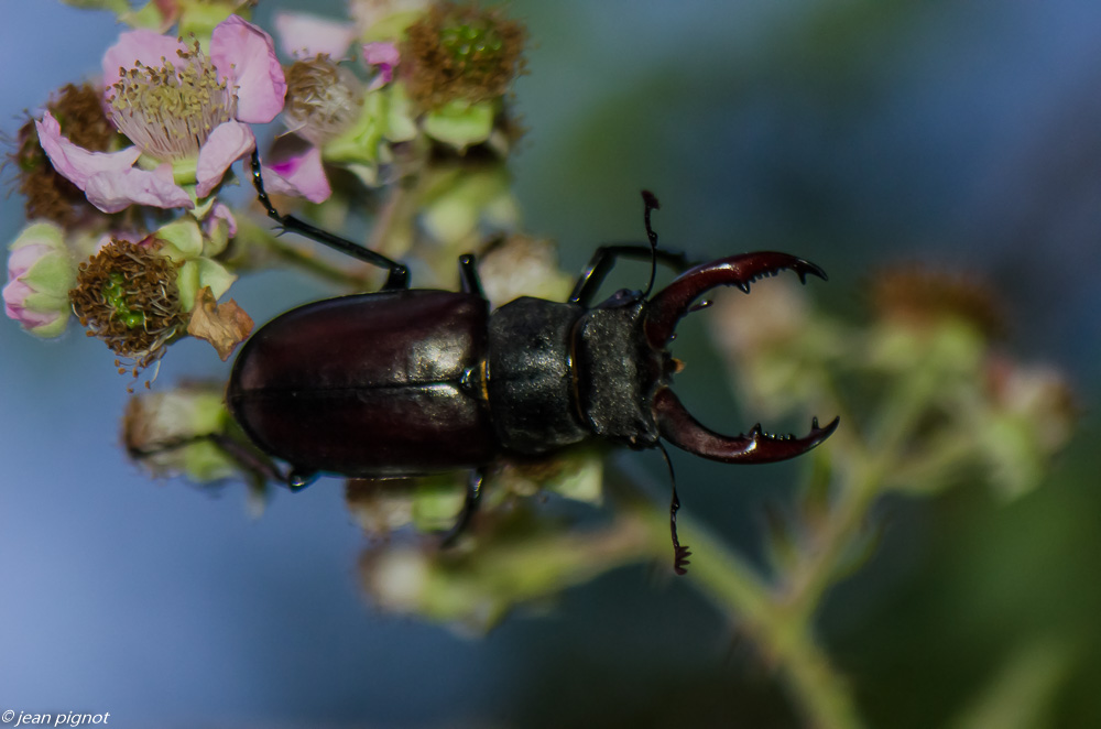 lucane cerf-volant 07 2019.JPG