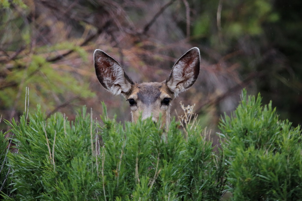 051 Arrivée à Blanding Cerfs mulet(biches).JPG