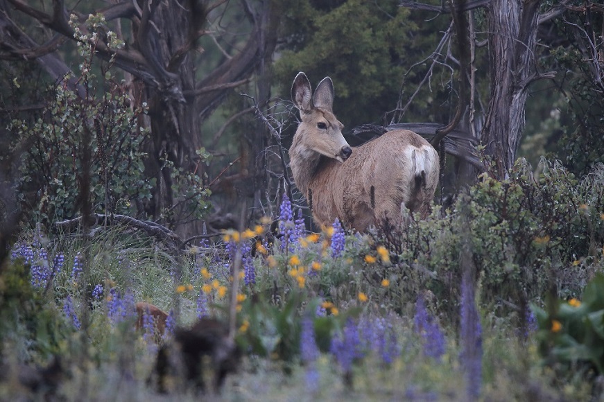 058 Cerf mulet Blanding.jpg
