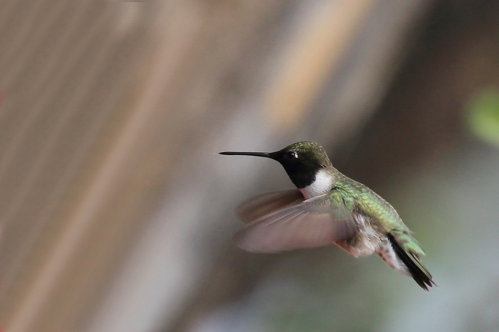 060 Colibri à gorge noir.JPG
