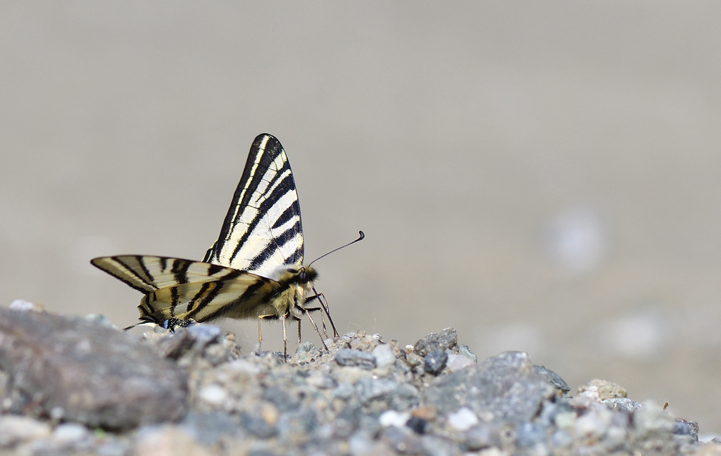 DSC_2654.jpg
