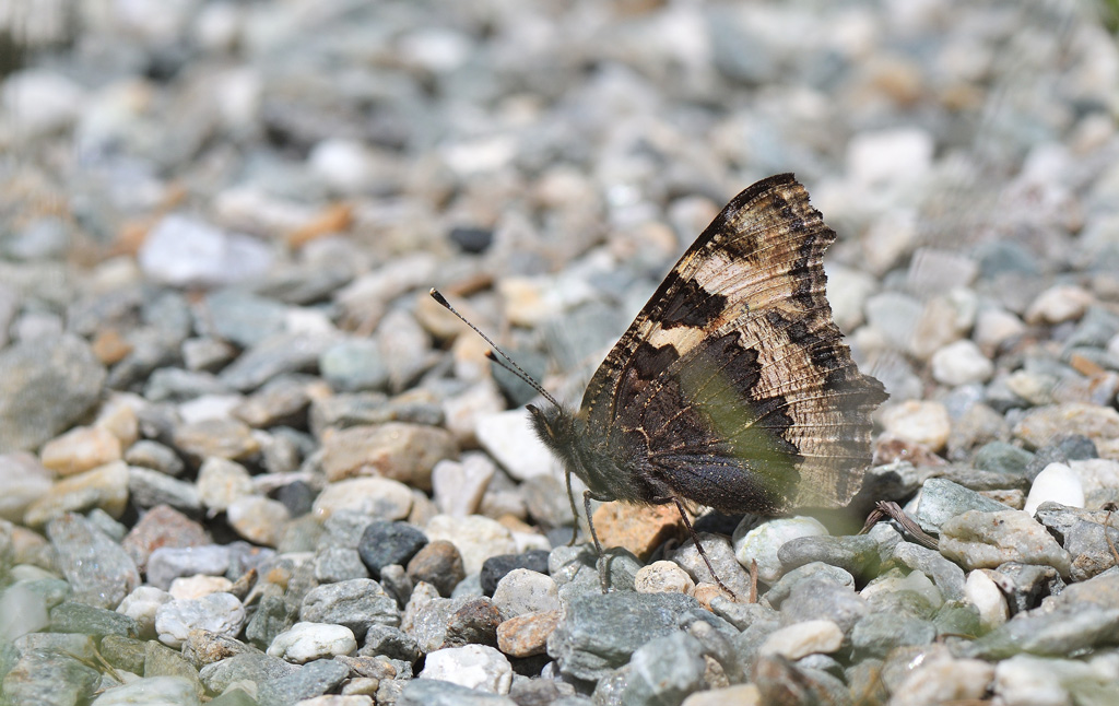 DSC_2993.jpg
