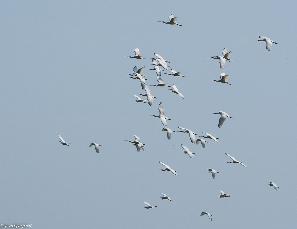 oiseaux etcheborda  7 2019-20.jpg