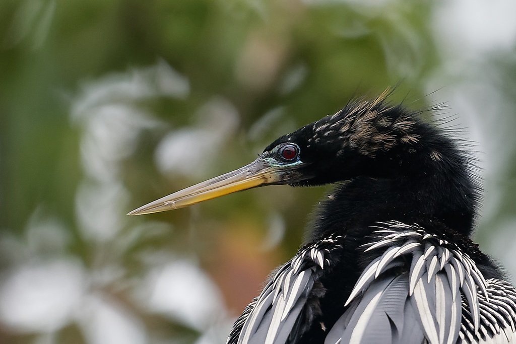 22 - Anhinga d'Amérique - Portrait.jpg