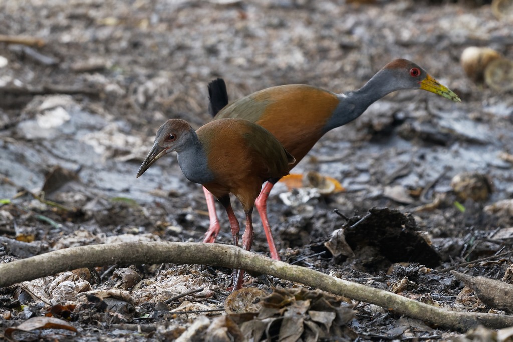 29 - Râle de Cayenne.jpg