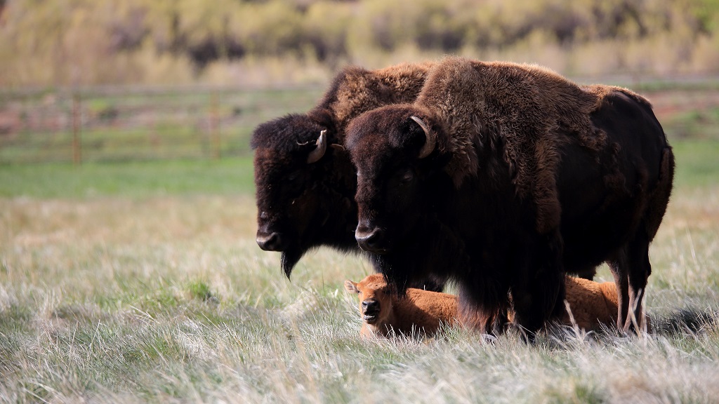 112 Bisons d'Amérique.jpg