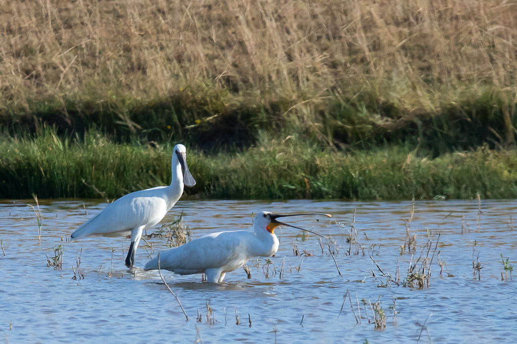IMG_3422-1.jpg