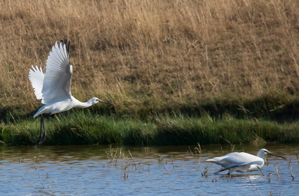 IMG_3424-1.jpg