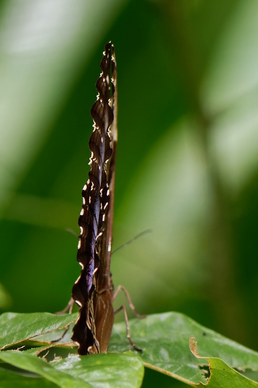 DSC_1656_DxO.JPG