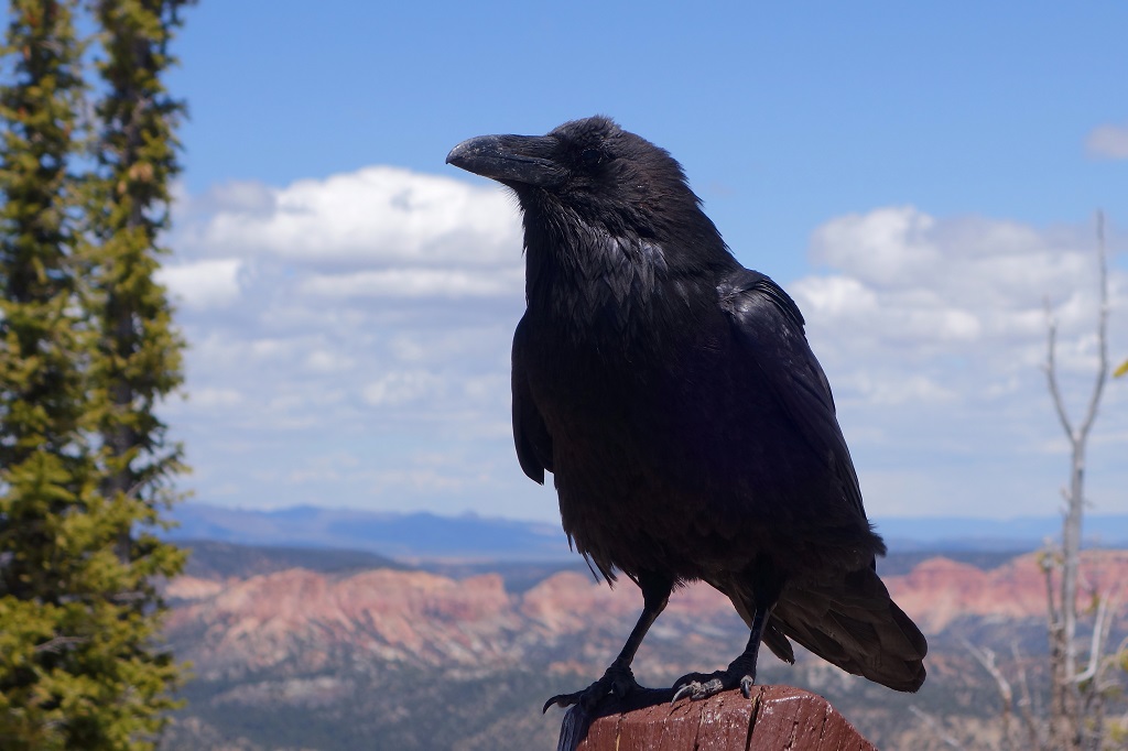 134 Grand corbeau.jpg