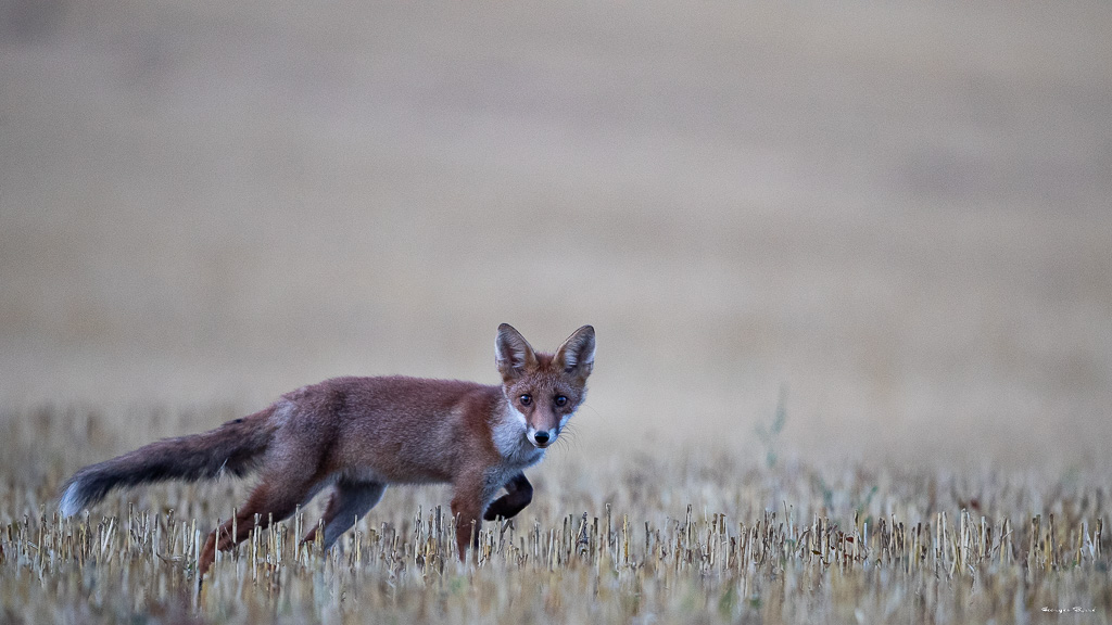 Renard Roux (Vulpes vulpes) Red fox-347.jpg