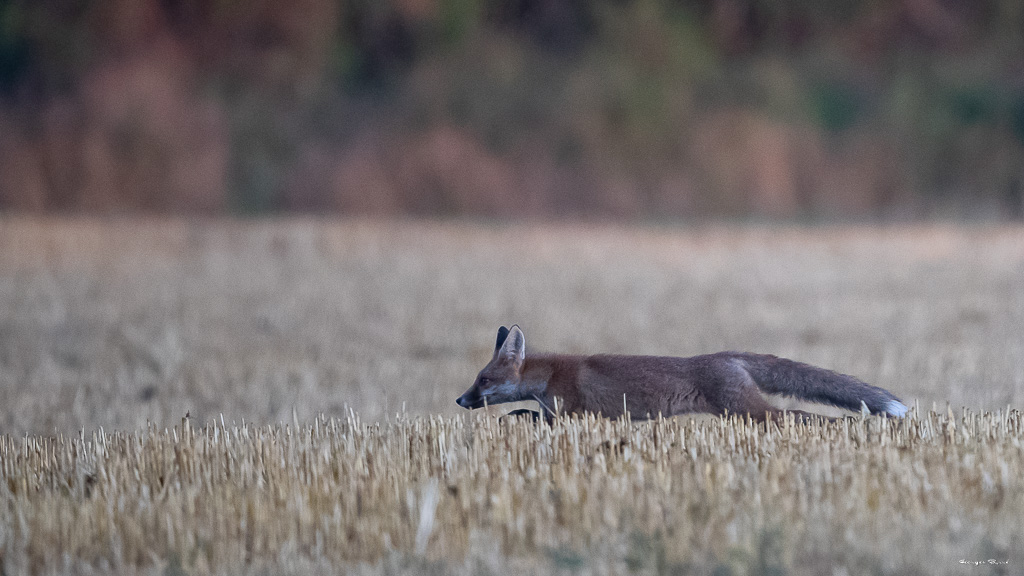 Renard Roux (Vulpes vulpes) Red fox-431.jpg