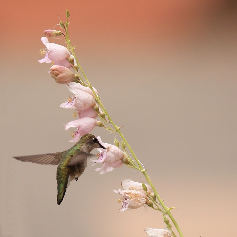 156 Colibri à gorge noire.jpg