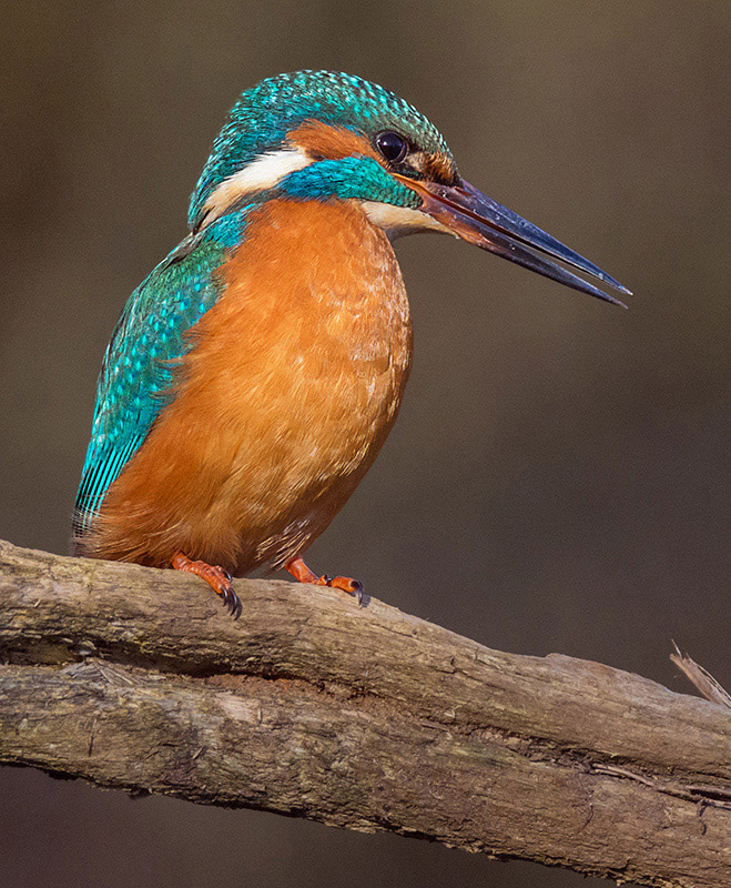 portrait du martin.jpg