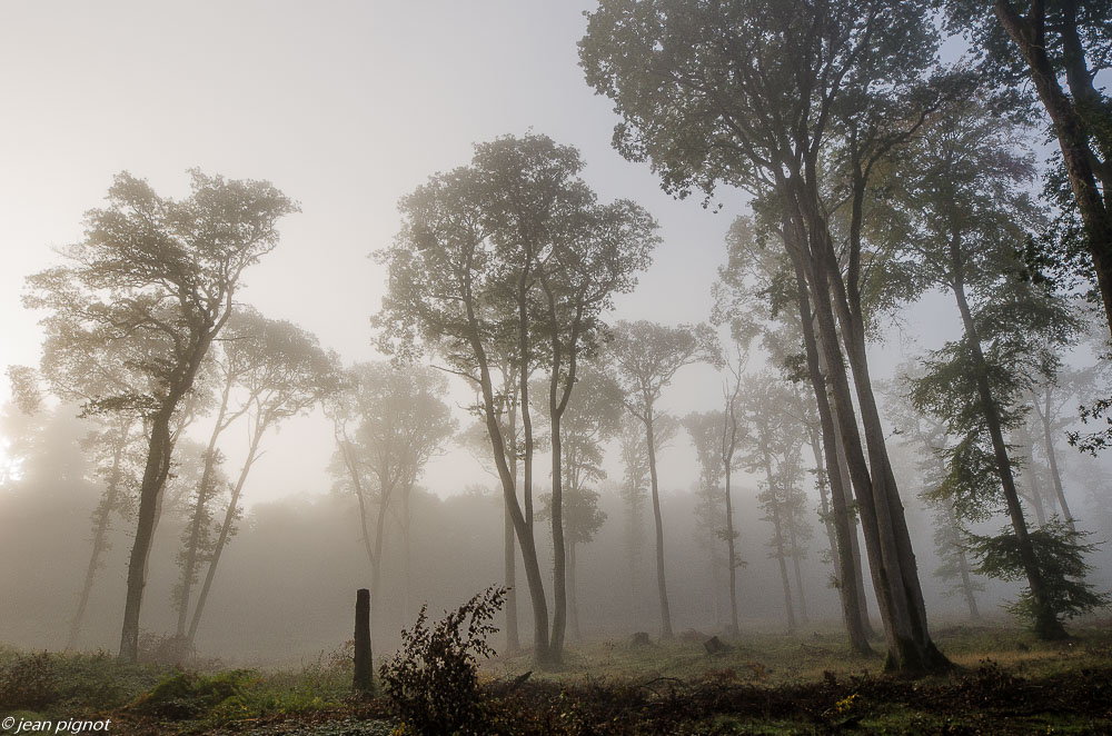 foret dans le brouillard 10 2019.jpg