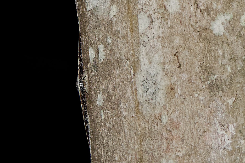 DSC_2056_DxO.JPG