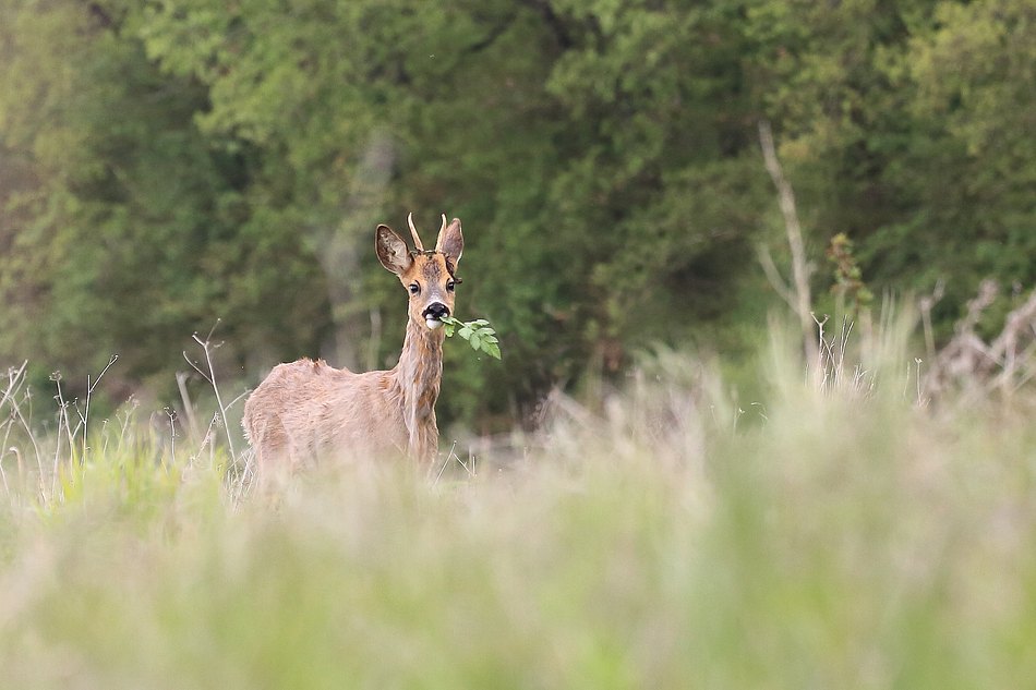 Chevreuil avec barbelé.jpg
