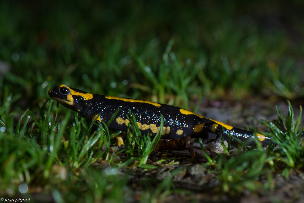 salamandre d automne 10 2019.jpg