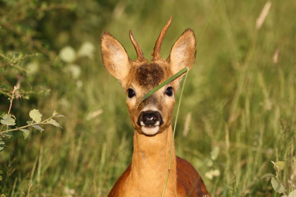 camouflage.JPG