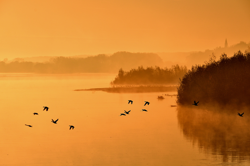appareil_00000911heron_03.jpg