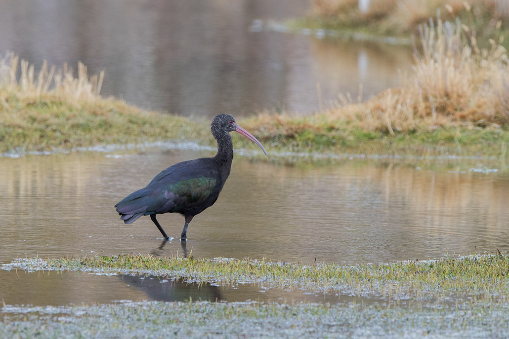 27-Ibis de ridgway .jpg