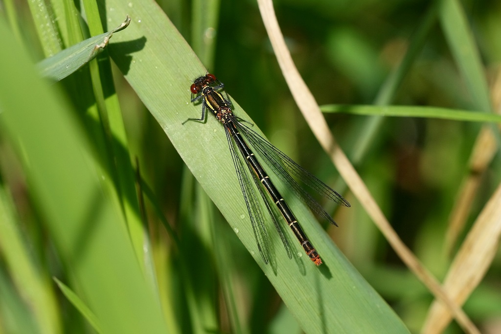 4 IMG_8093X melano ss rouge.JPG