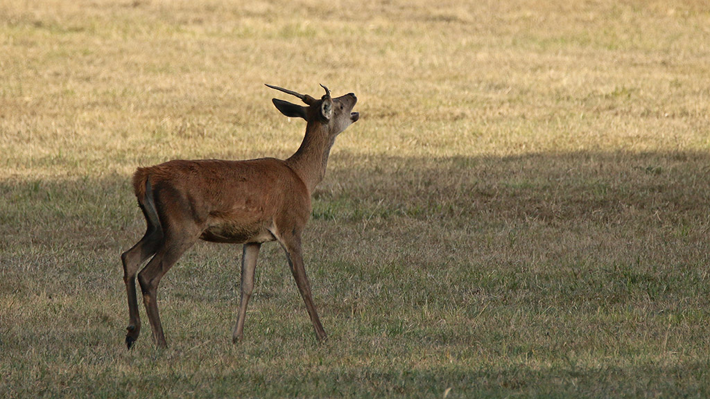 IMG_9370 copie.jpg