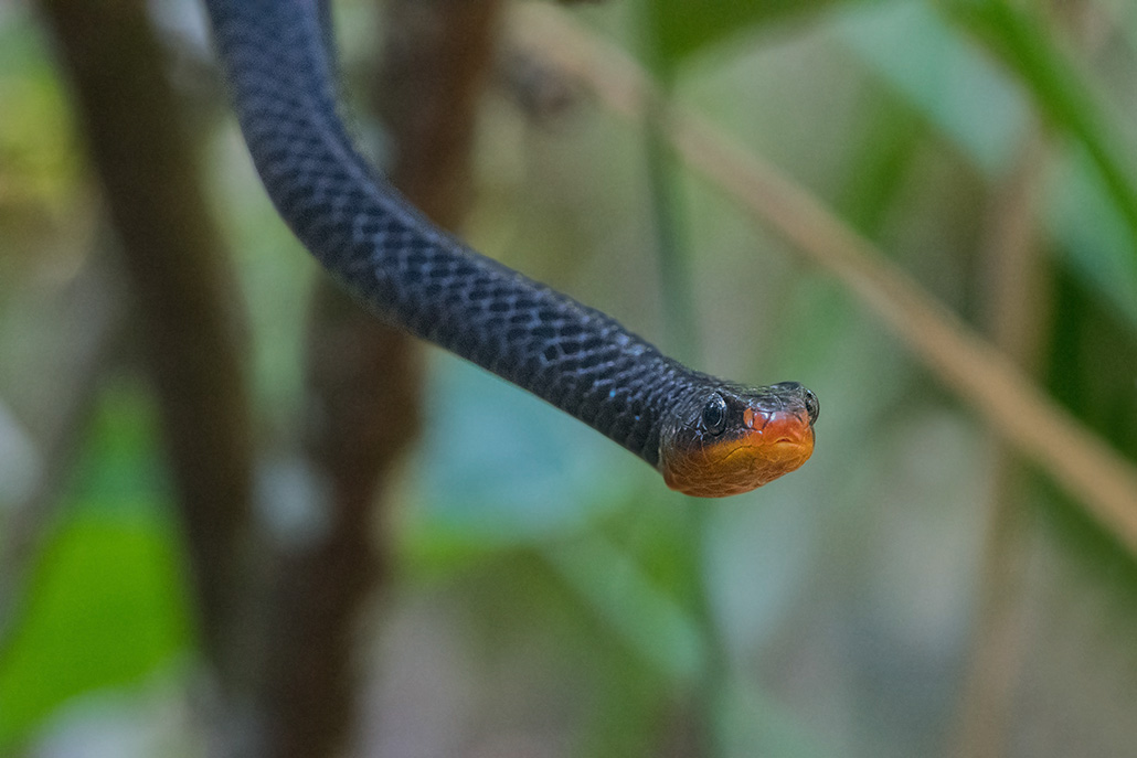 142-serpent inconnu (plus de 3m de long).jpg