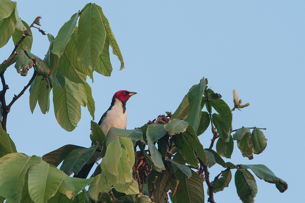 150-Paroare rougecap.jpg