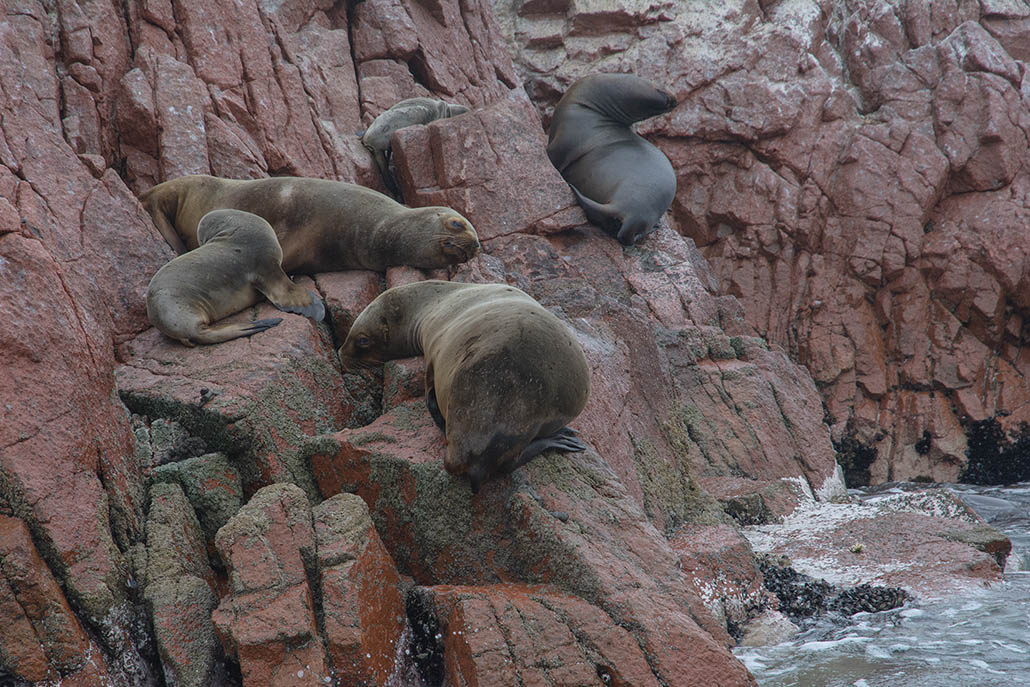 160-Lions de mer -iles Ballestas.jpg
