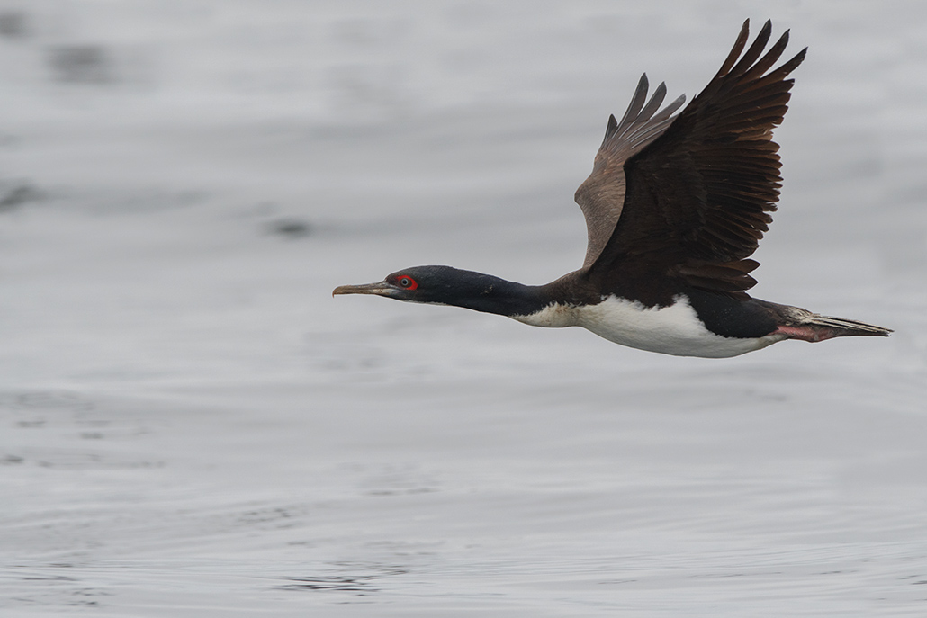 161-Cormoran de Bougainville-.jpg
