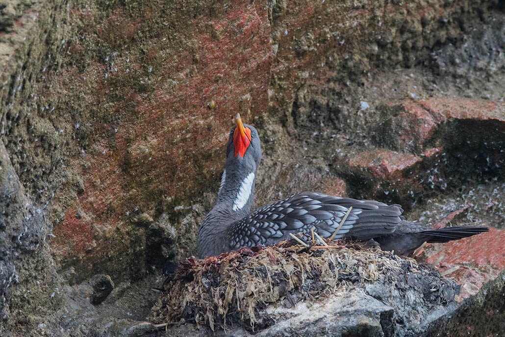 163-Cormoran de Gaimard.2.jpg