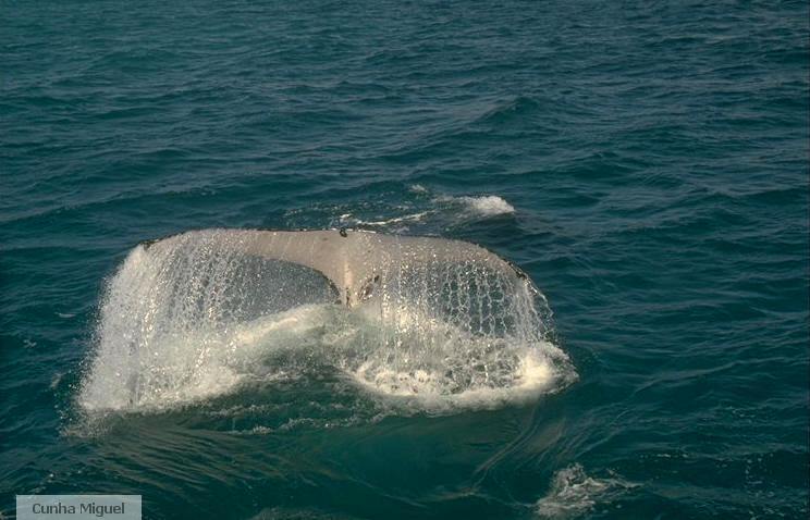 baleine.jpg