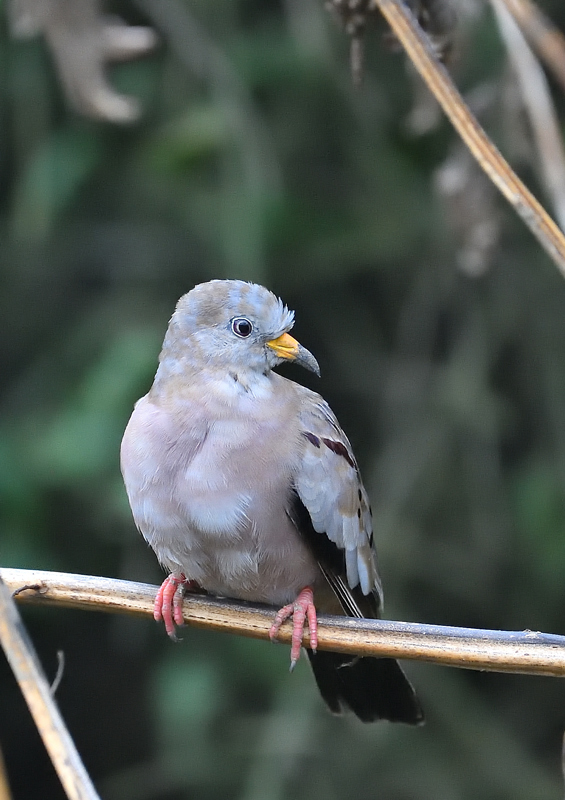 DS5_7390.jpg