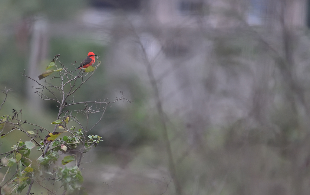 DS5_7395.jpg
