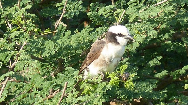 Kenya - 2019 068 - A CONFIRMER - Pie-grièche masquée.JPG