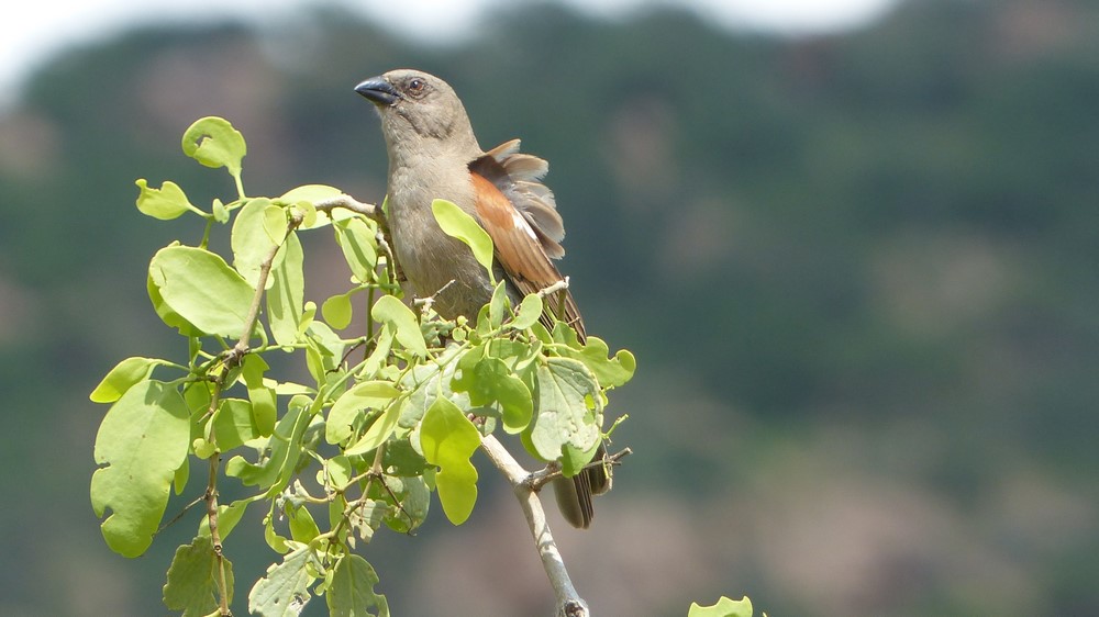 Kenya - 2019 272.JPG