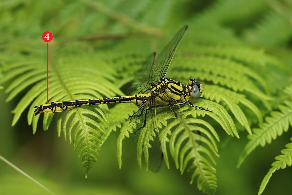 11 IMG_SIMILLI 2.jpg