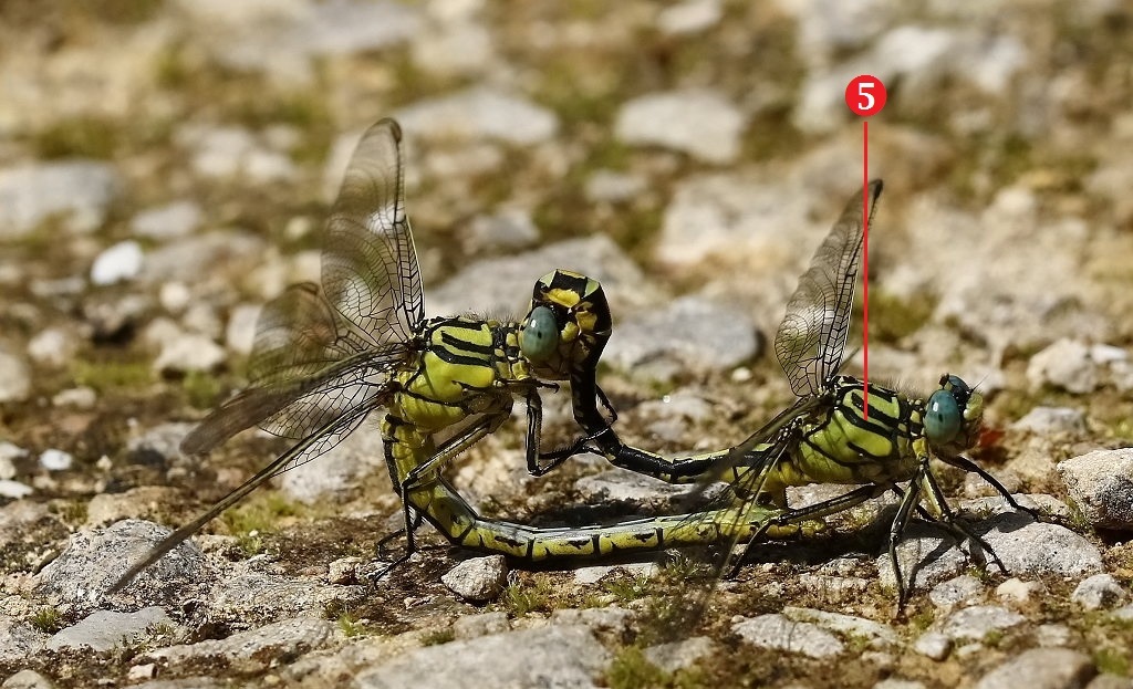 12 IMG_SIMILLI 3.JPG