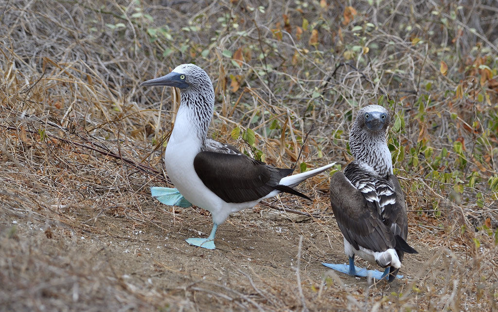 DS5_6949.jpg