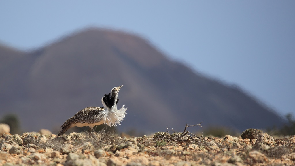 63 Outarde houbara.jpg