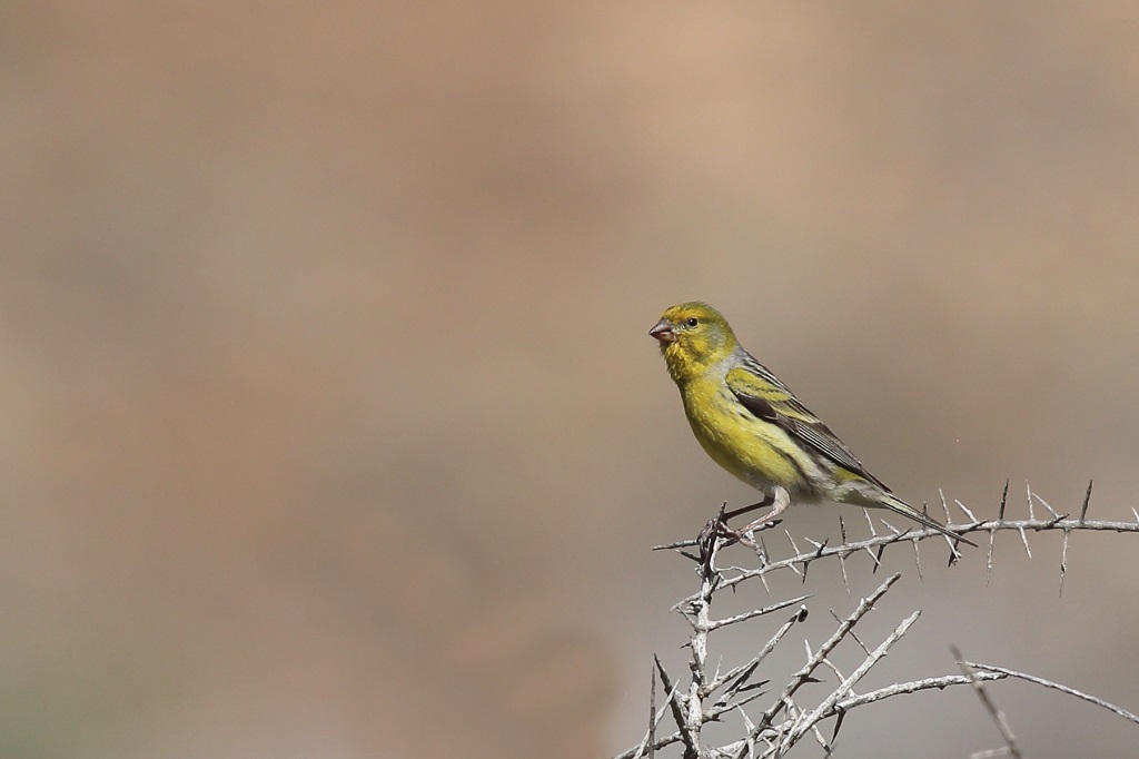 70 Serin des Canaries.jpg