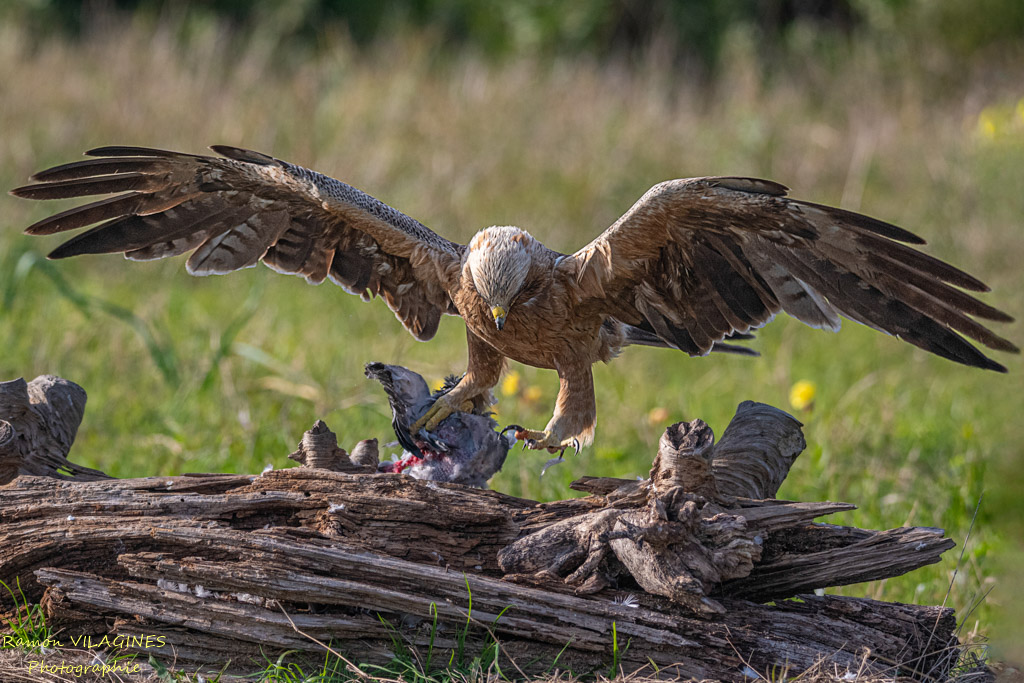 Aigle botté-937-ps.jpg