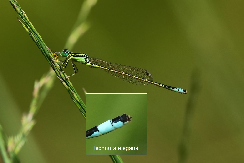 3 IMG_PUMILIO ♂.jpg