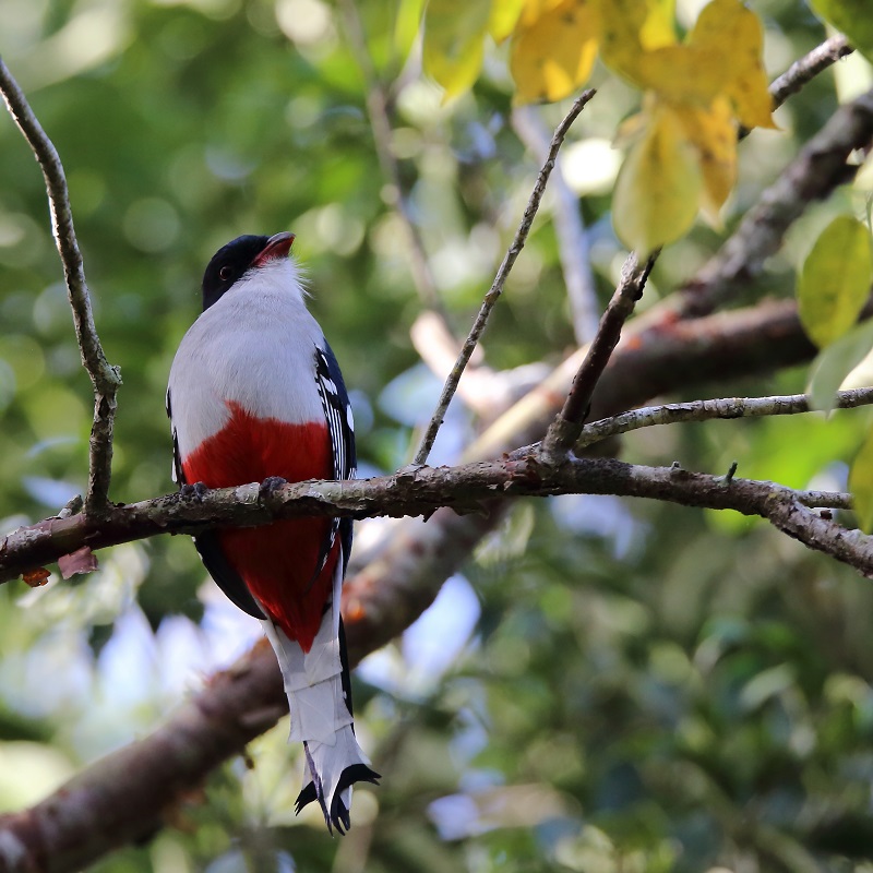 34 Trogon de Cuba.jpg