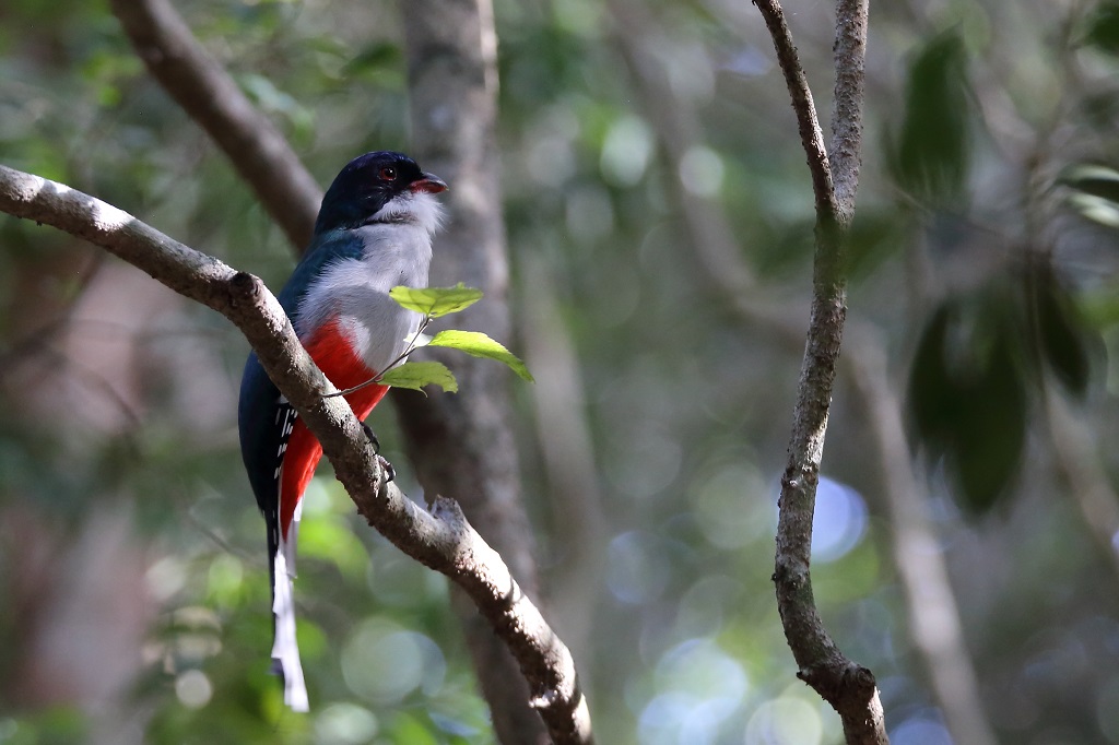 36 Trogon de Cuba.jpg