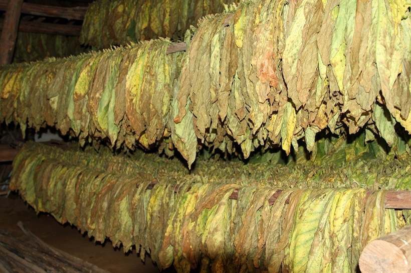 26 Séchage du tabac.jpg
